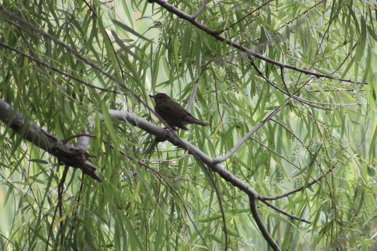 Swainson's Thrush - ML137615831