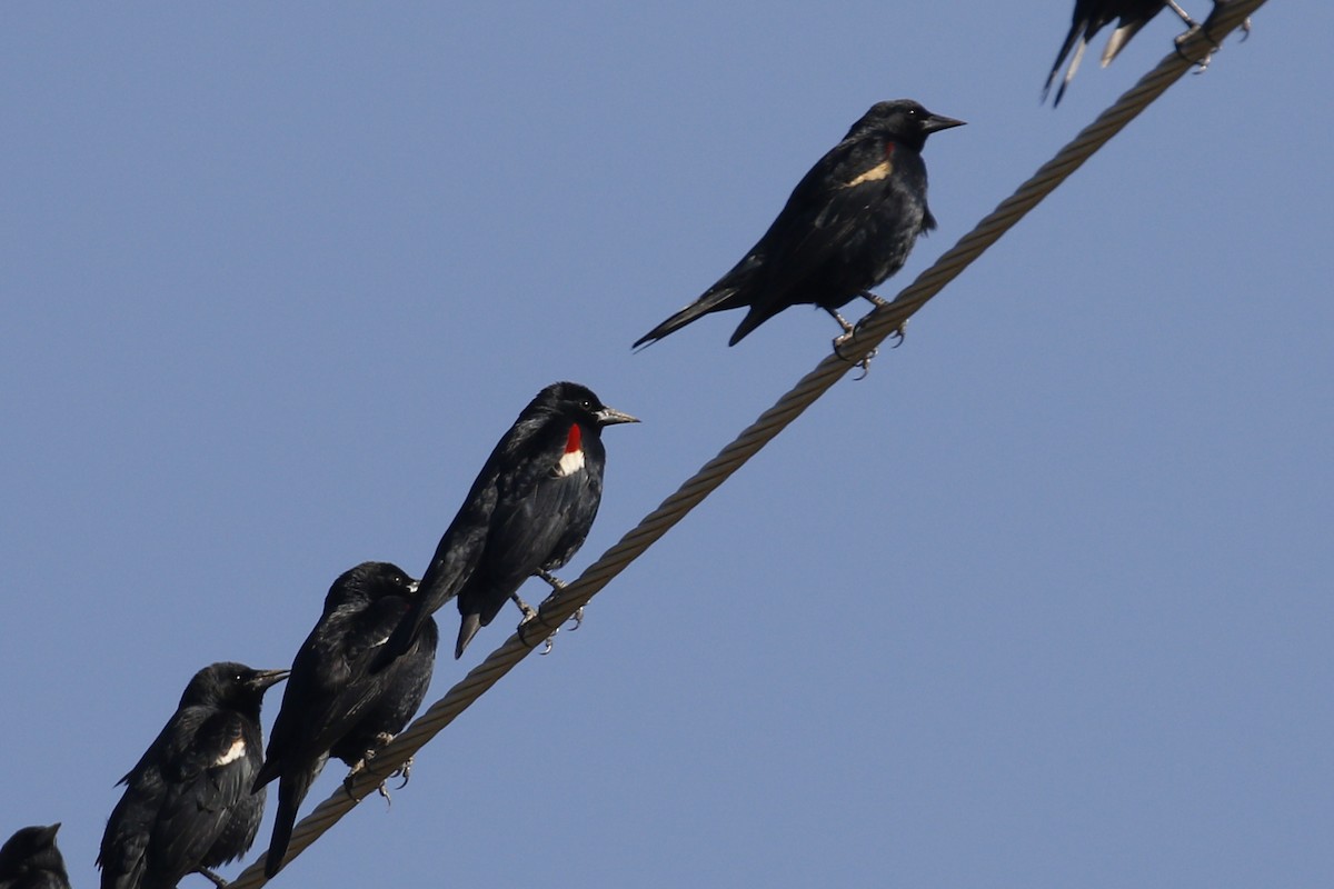 Tricolored Blackbird - ML137616021