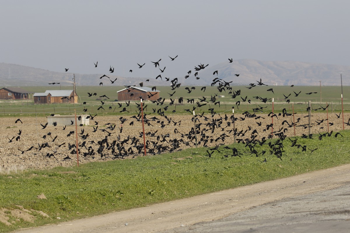 Tricolored Blackbird - ML137616061