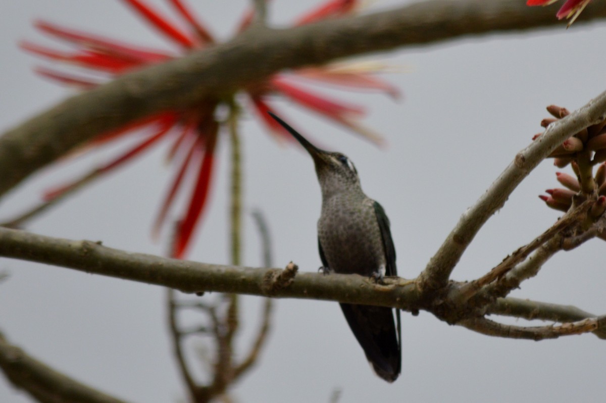 Rivoli's Hummingbird - ML137616291