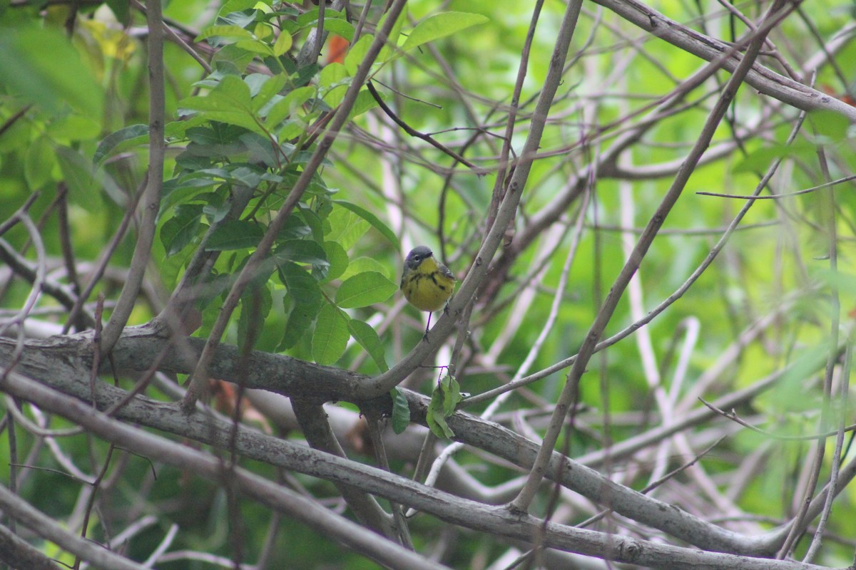 Magnolia Warbler - ML137616591