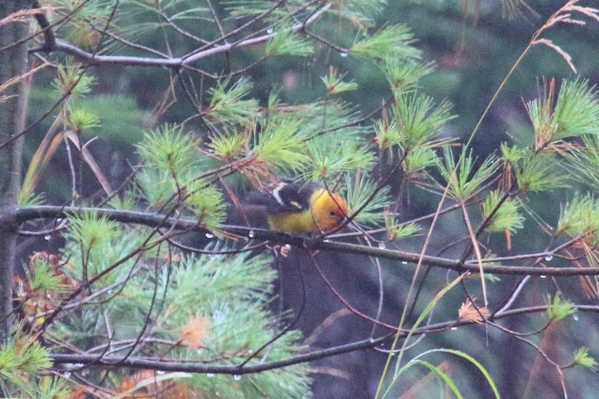 Western Tanager - ML137623921