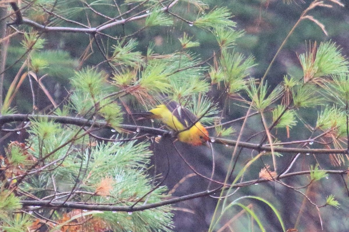 Western Tanager - ML137623951