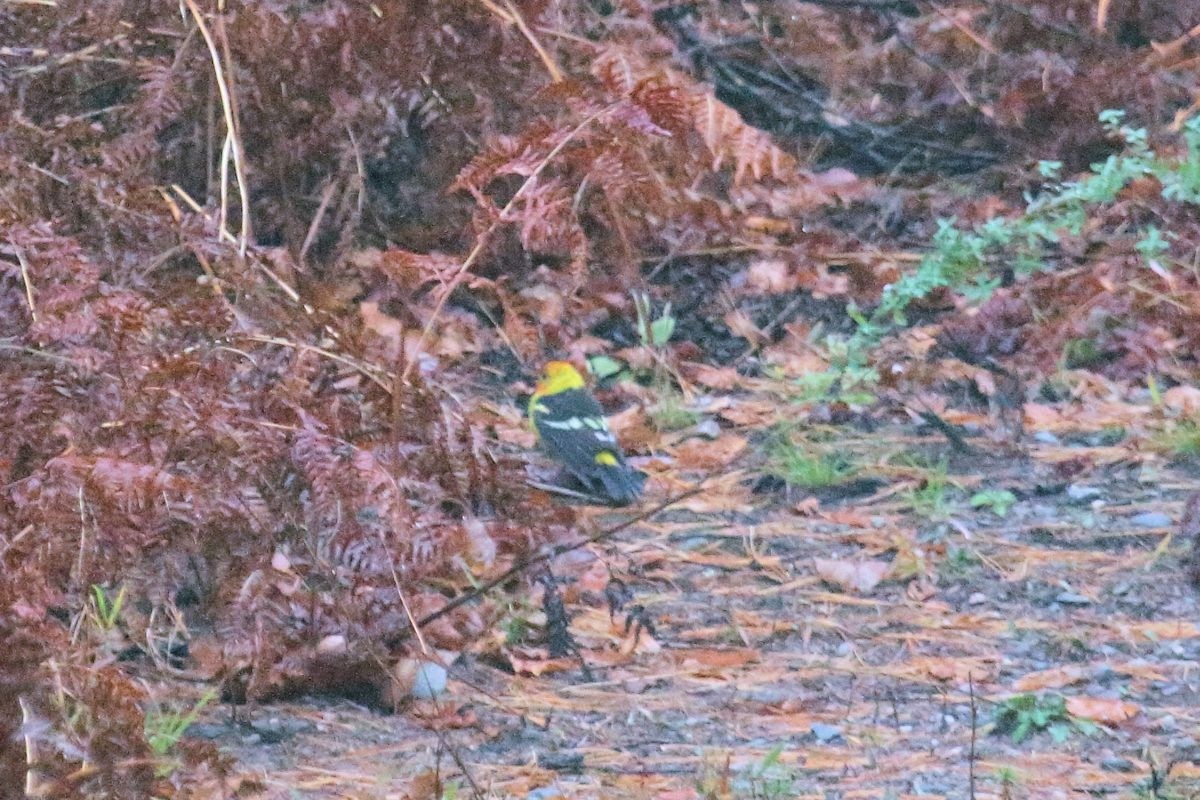 Western Tanager - ML137623961