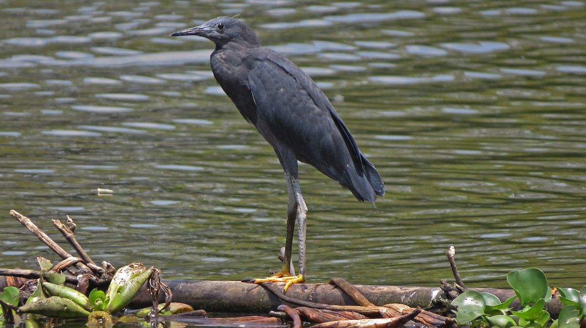 Black Heron - Ray Wershler