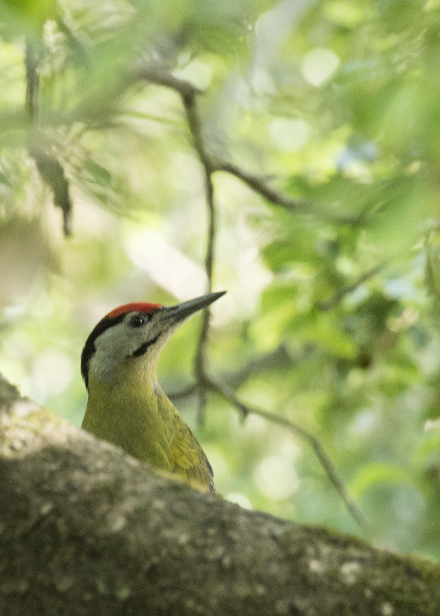 Gray-headed Woodpecker - ML137625971