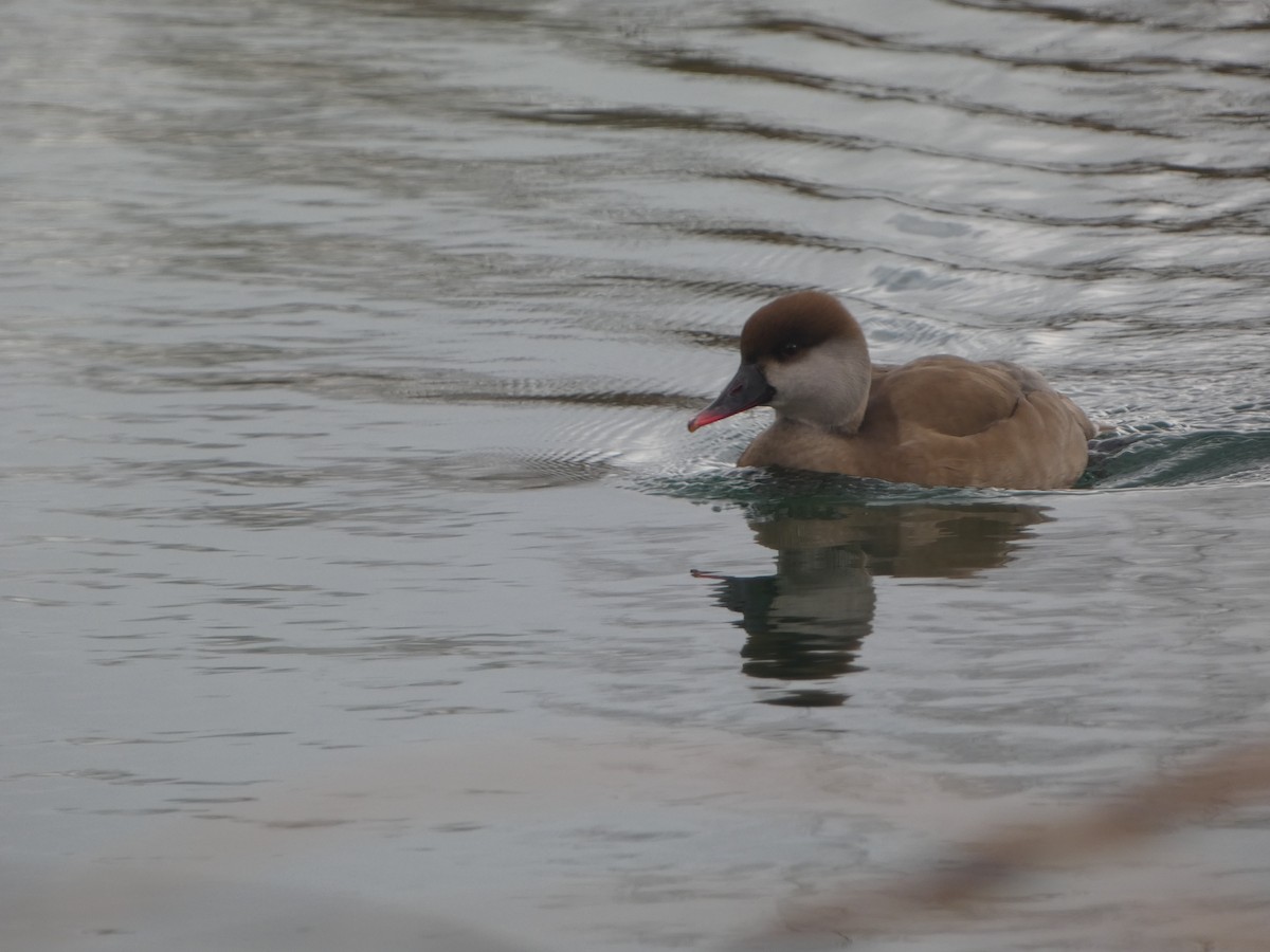 Red-crested Pochard - David Santamaría Urbano