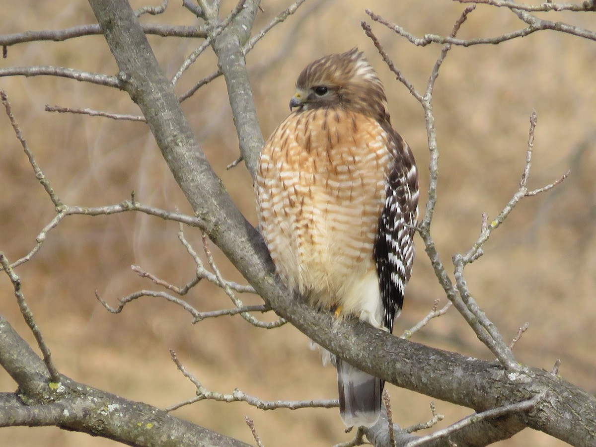 Red-shouldered Hawk - ML137626771