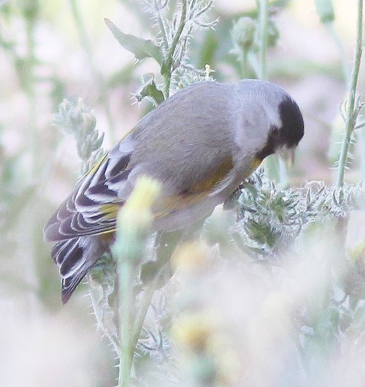 Lawrence's Goldfinch - ML137627481