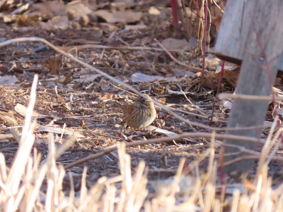 Lincoln's Sparrow - ML137627571