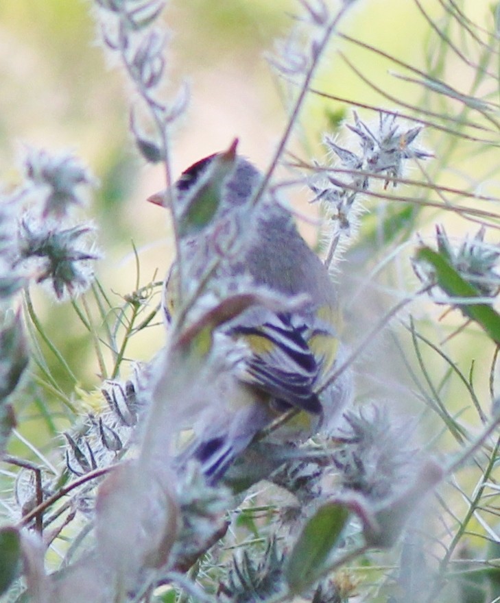 Lawrence's Goldfinch - ML137627581