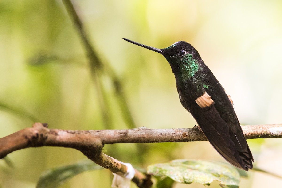 Buff-winged Starfrontlet - Claudia Brasileiro