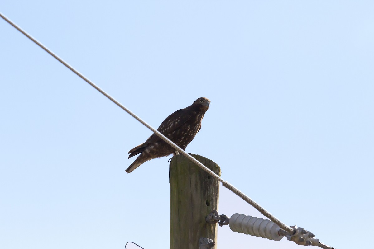 Red-tailed Hawk (Harlan's) - ML137630861