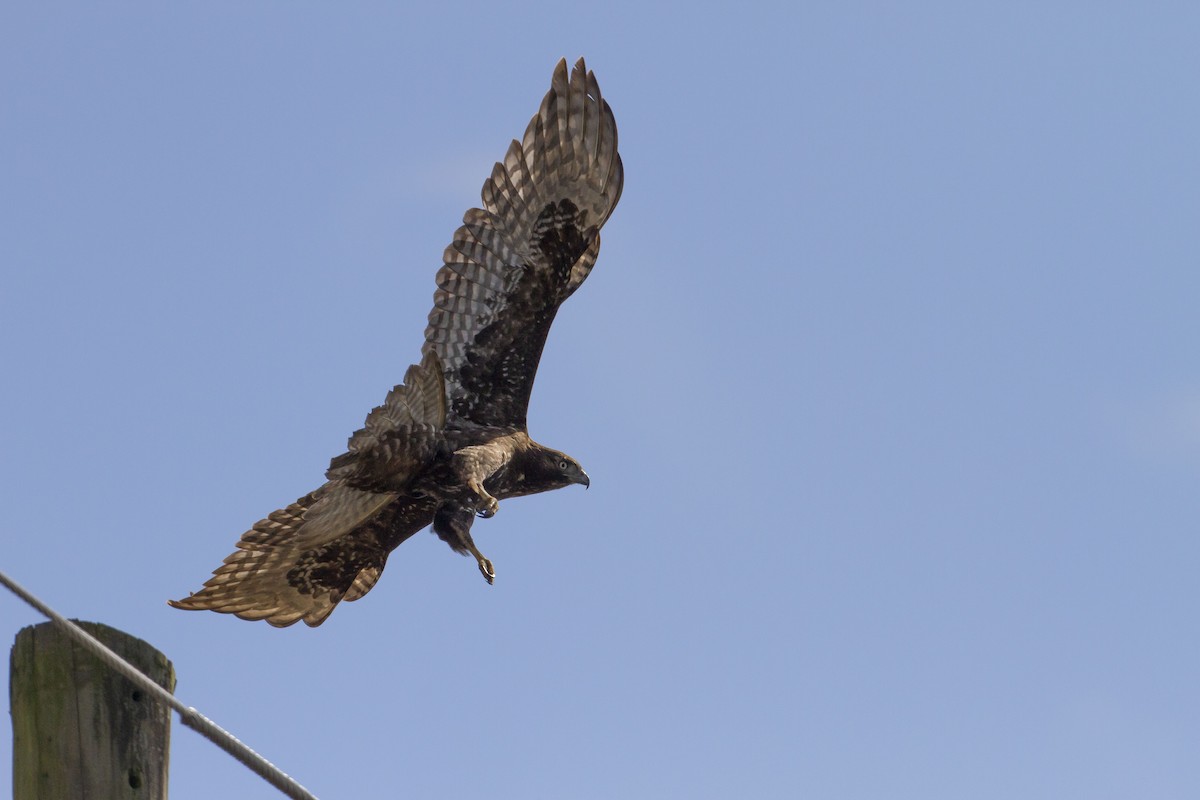Red-tailed Hawk (Harlan's) - ML137630871