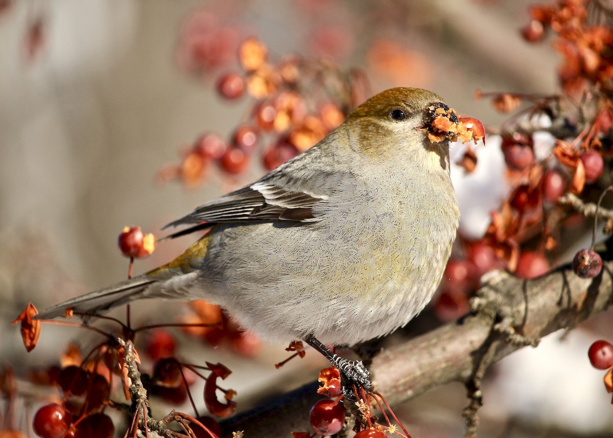 Pine Grosbeak - ML137631661