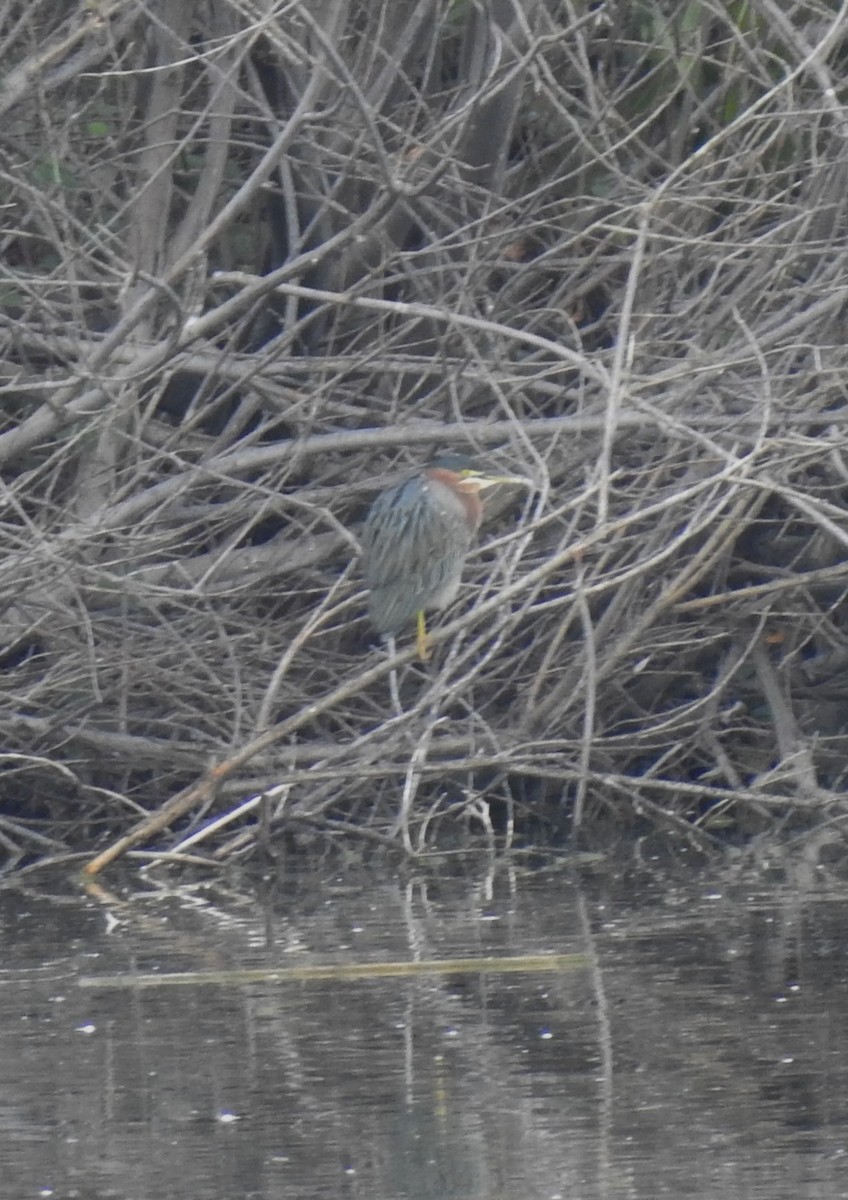 Green Heron - ML137631811