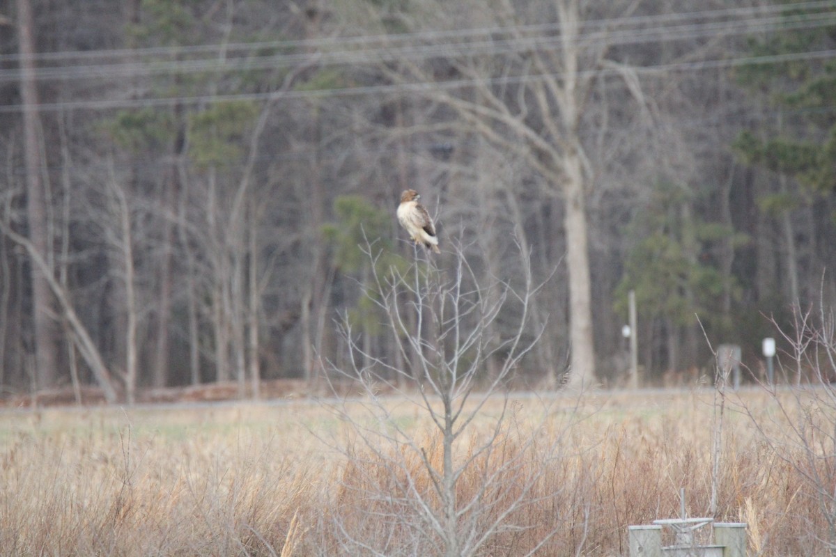 Red-tailed Hawk - Ed Vigezzi