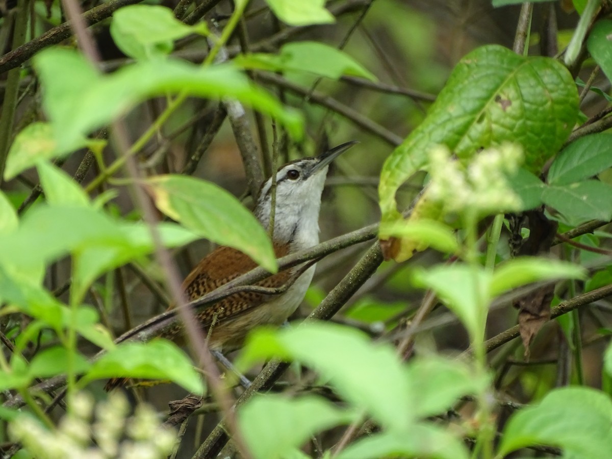 Superciliated Wren - ML137632971