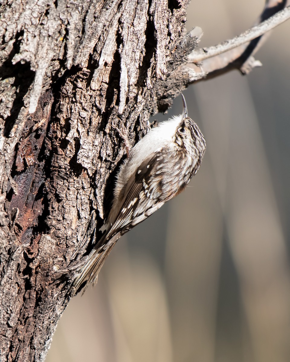 Brown Creeper - ML137633481