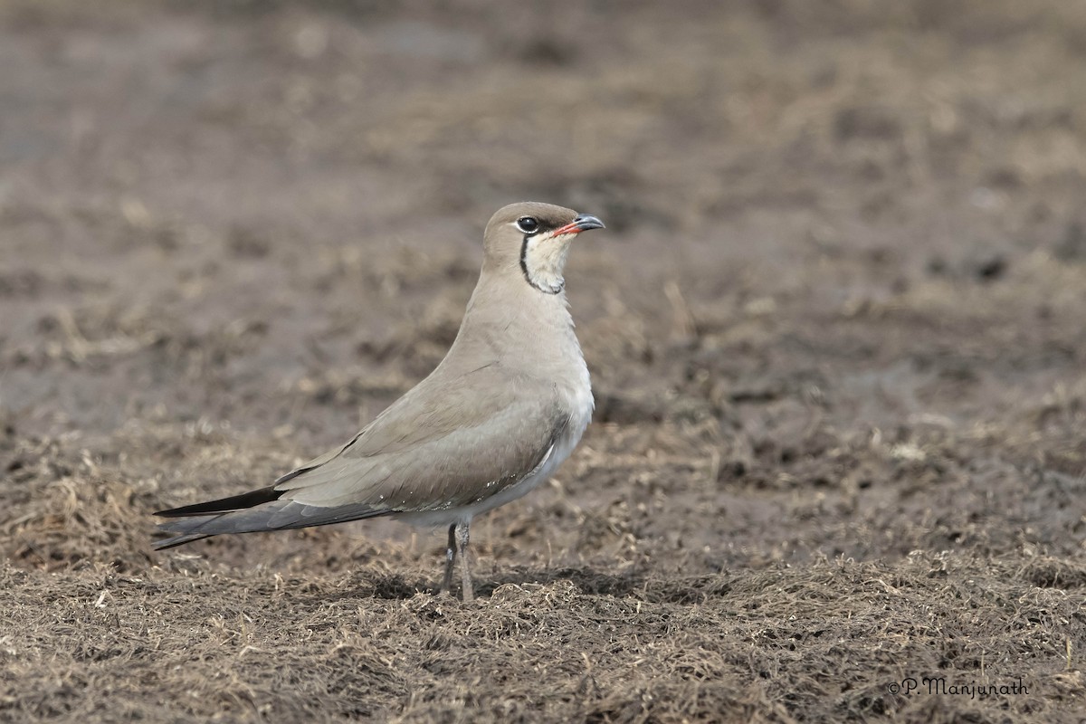 Collared Pratincole - ML137633801