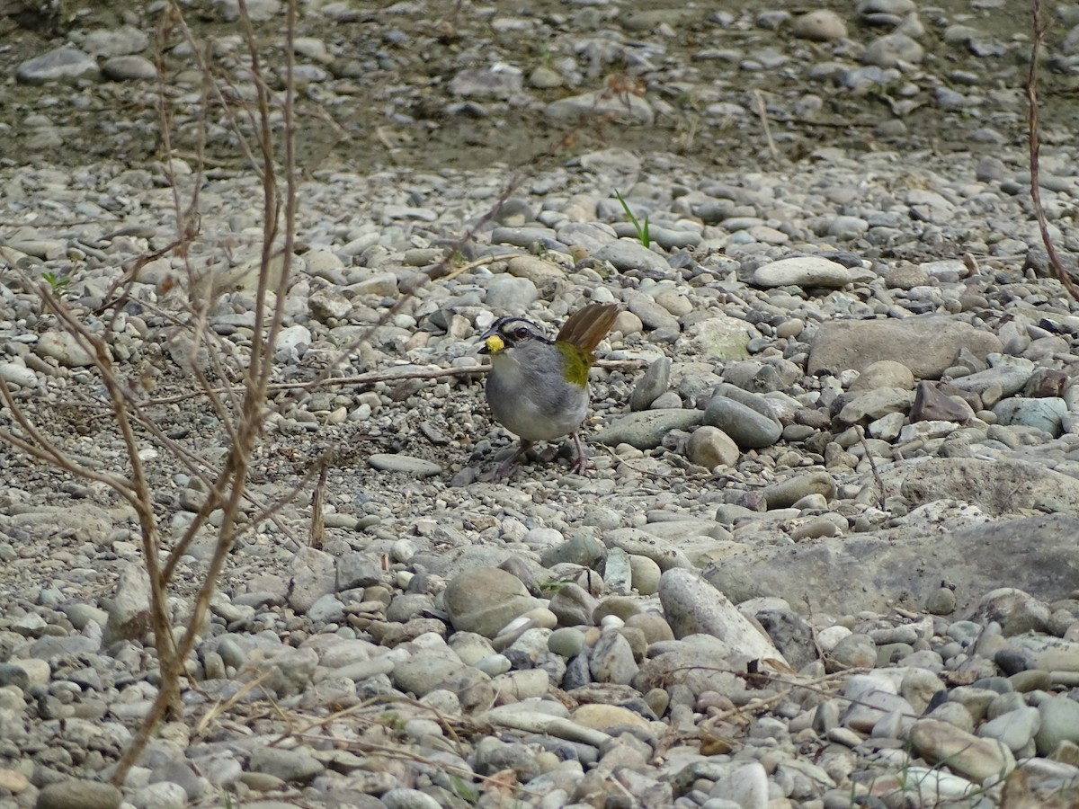 Black-striped Sparrow - ML137634081