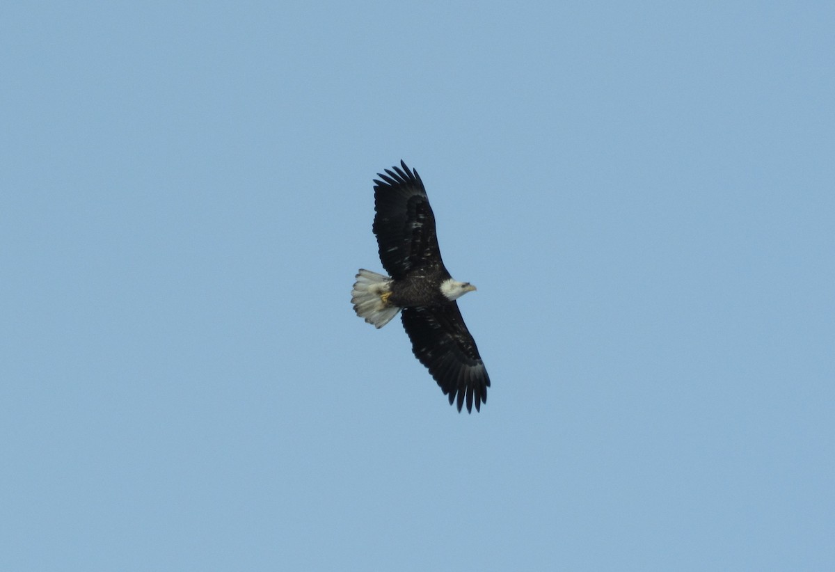 Bald Eagle - ML137634761