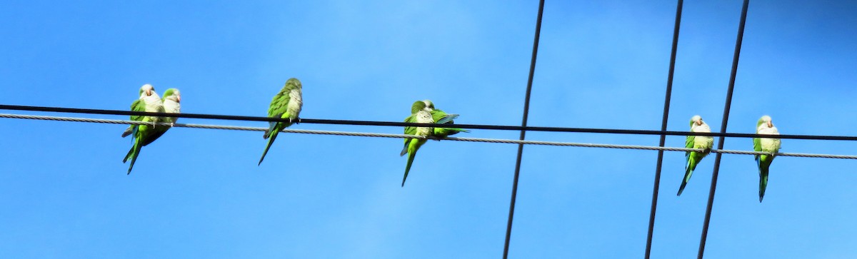 Monk Parakeet - ML137634921