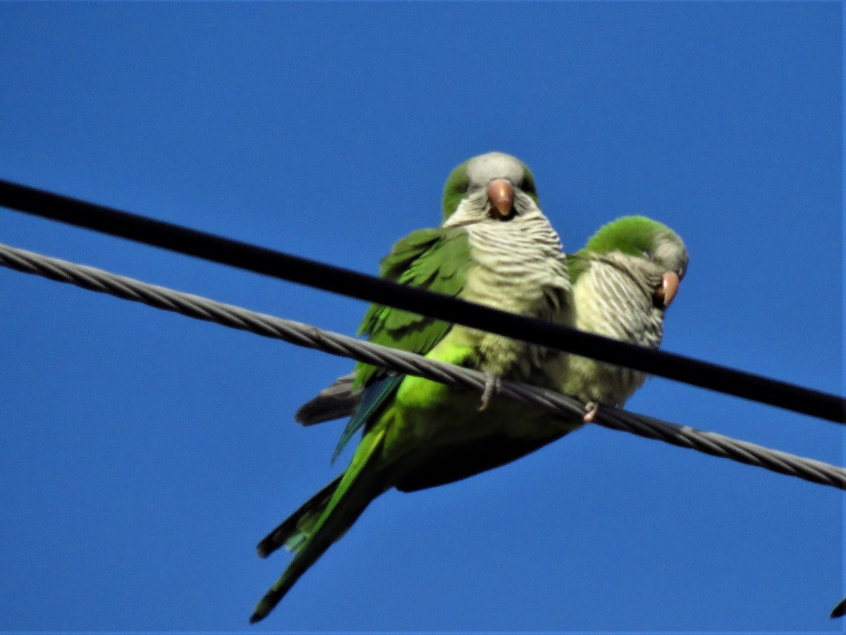 Monk Parakeet - ML137634961