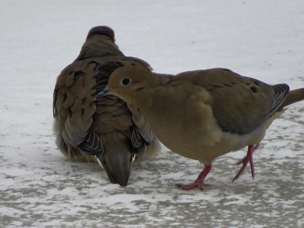 Mourning Dove - ML137635221