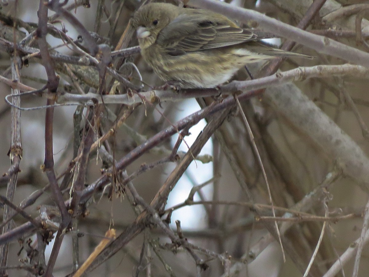 House Finch - ML137635251