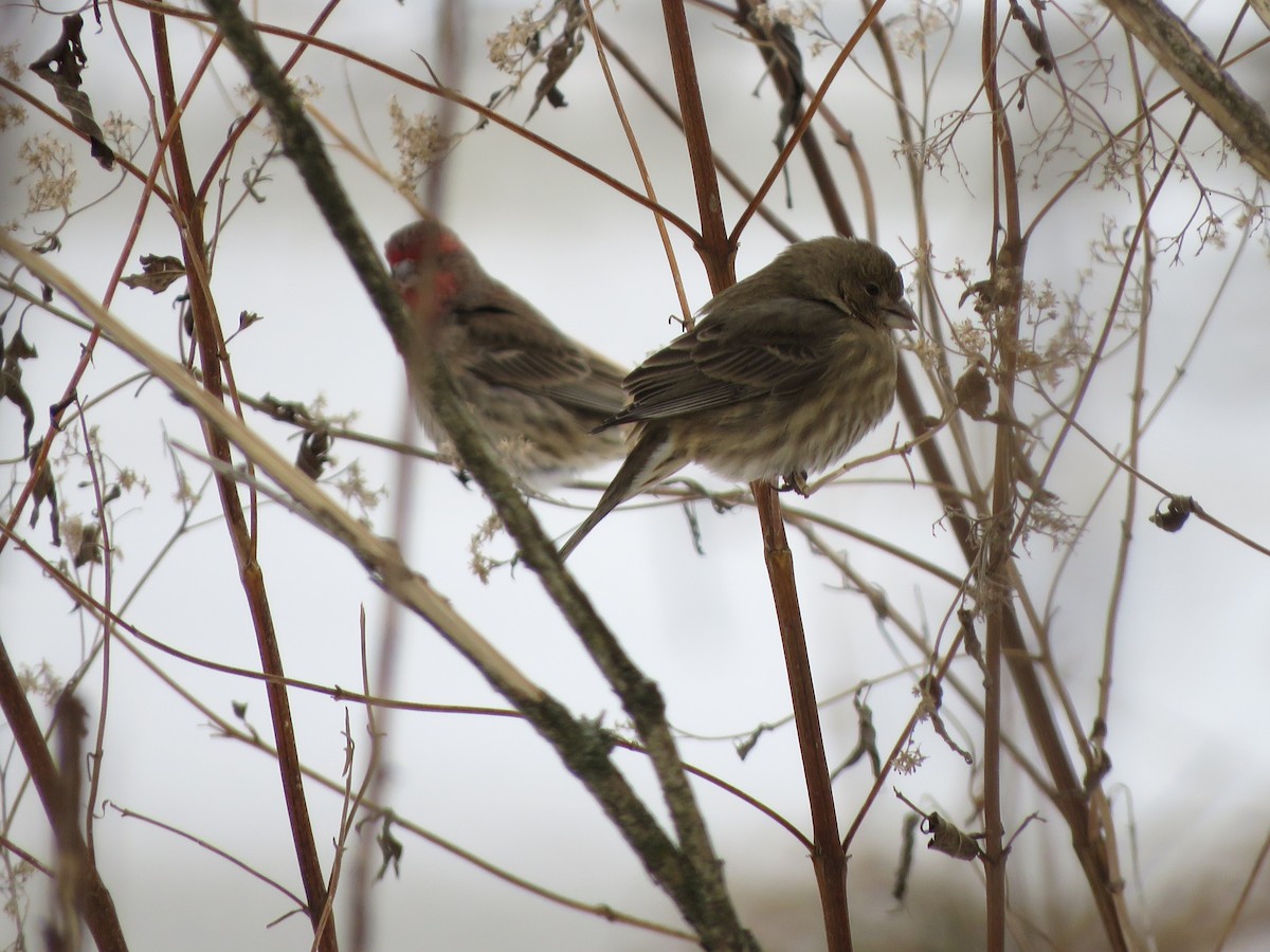 House Finch - ML137635261