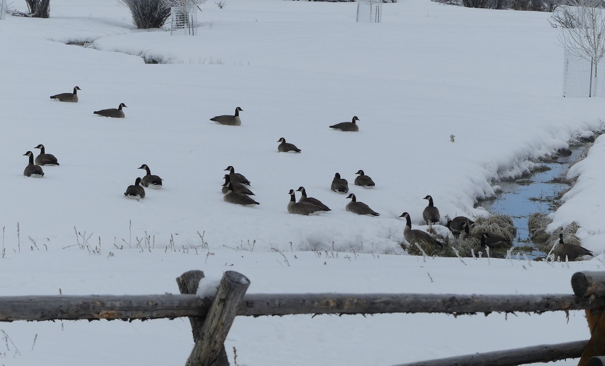 Canada Goose - ML137638191