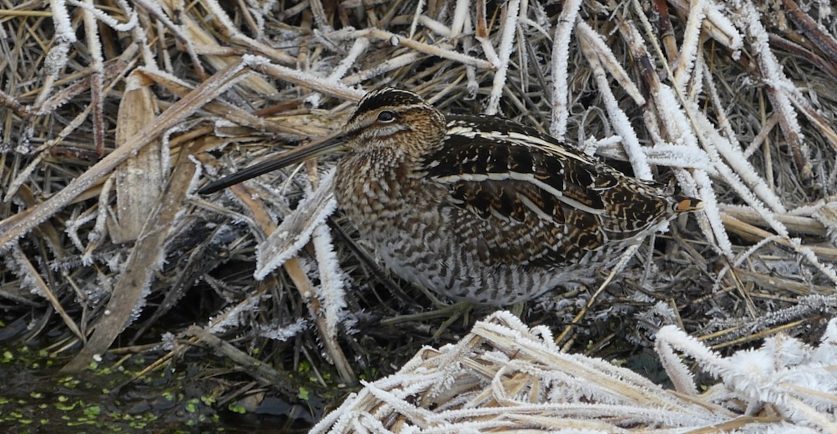 Wilson's Snipe - ML137638381