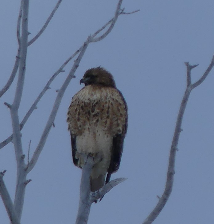 Red-tailed Hawk - ML137638461