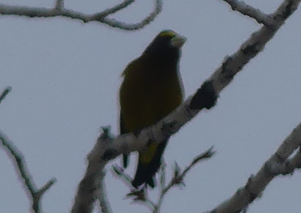 Evening Grosbeak - ML137638571