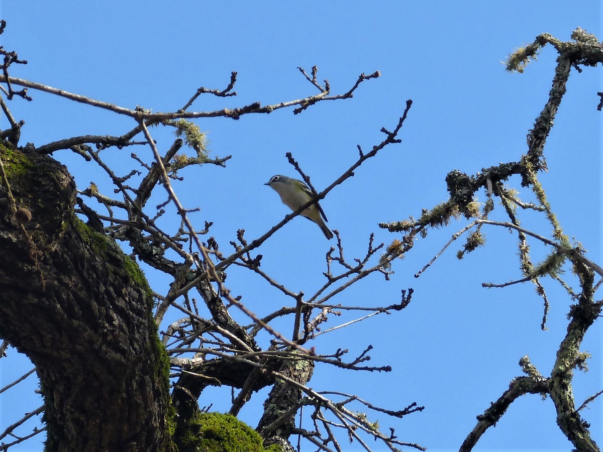 Blue-headed Vireo - Brush Freeman