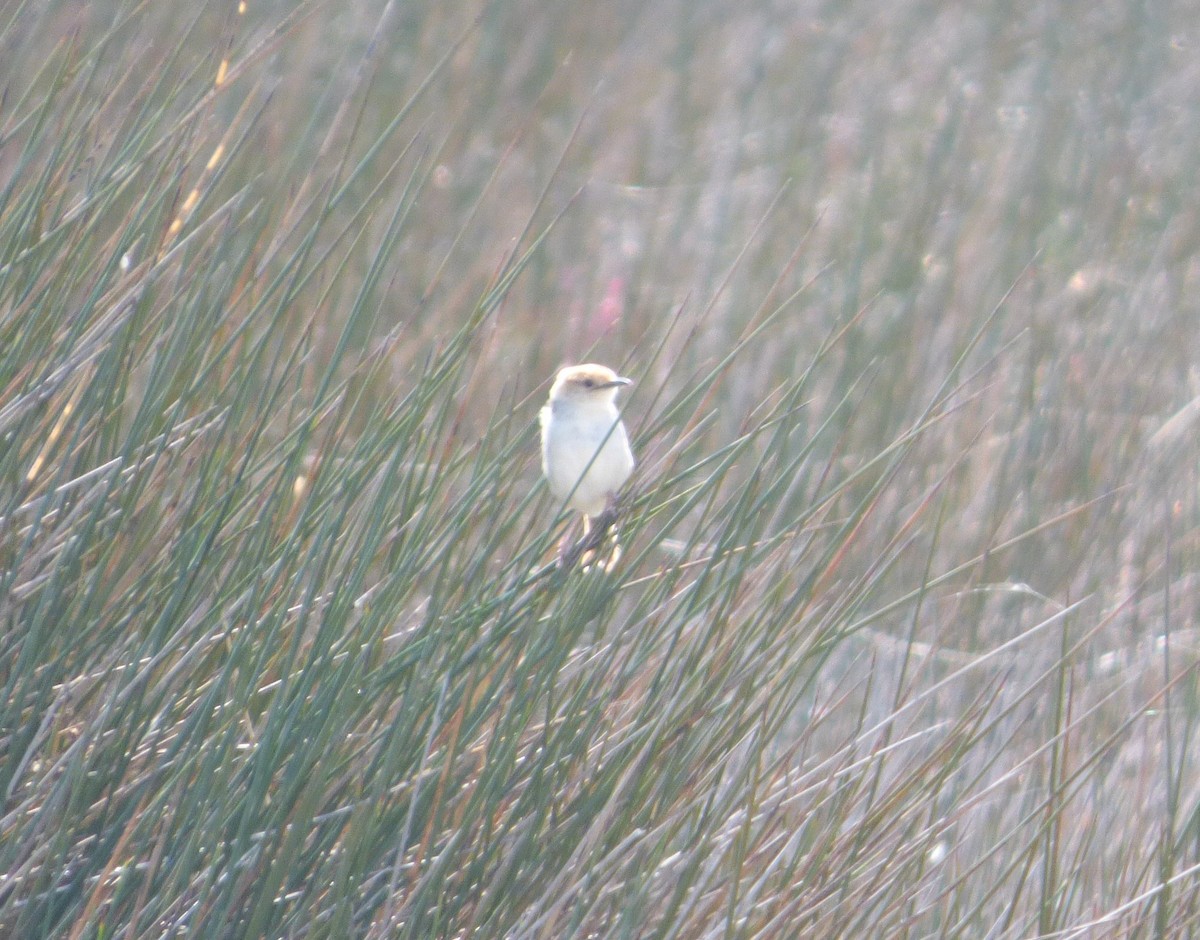 Levaillant's Cisticola - Bill Crins