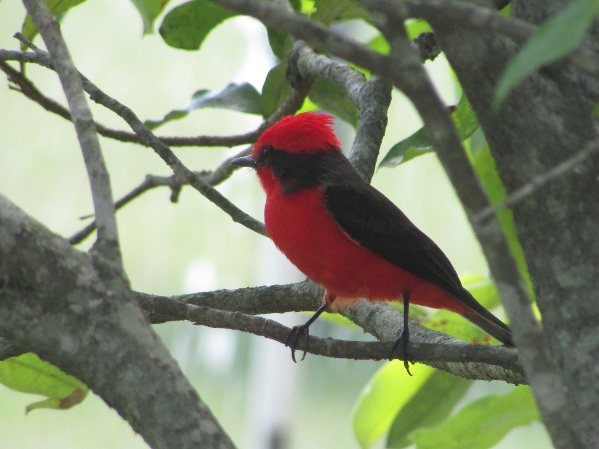 Mosquero Cardenal - ML137640571