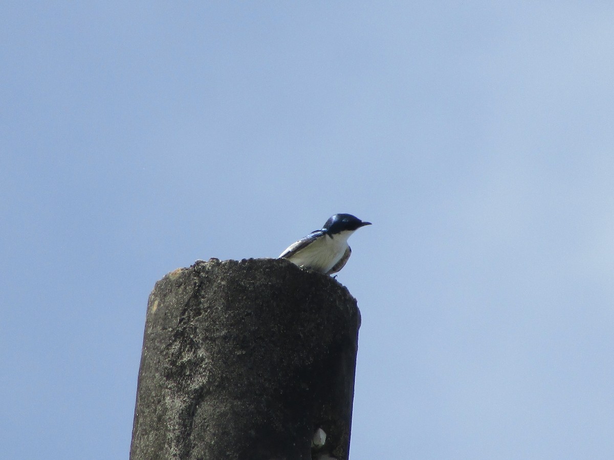Golondrina Aliblanca - ML137640801