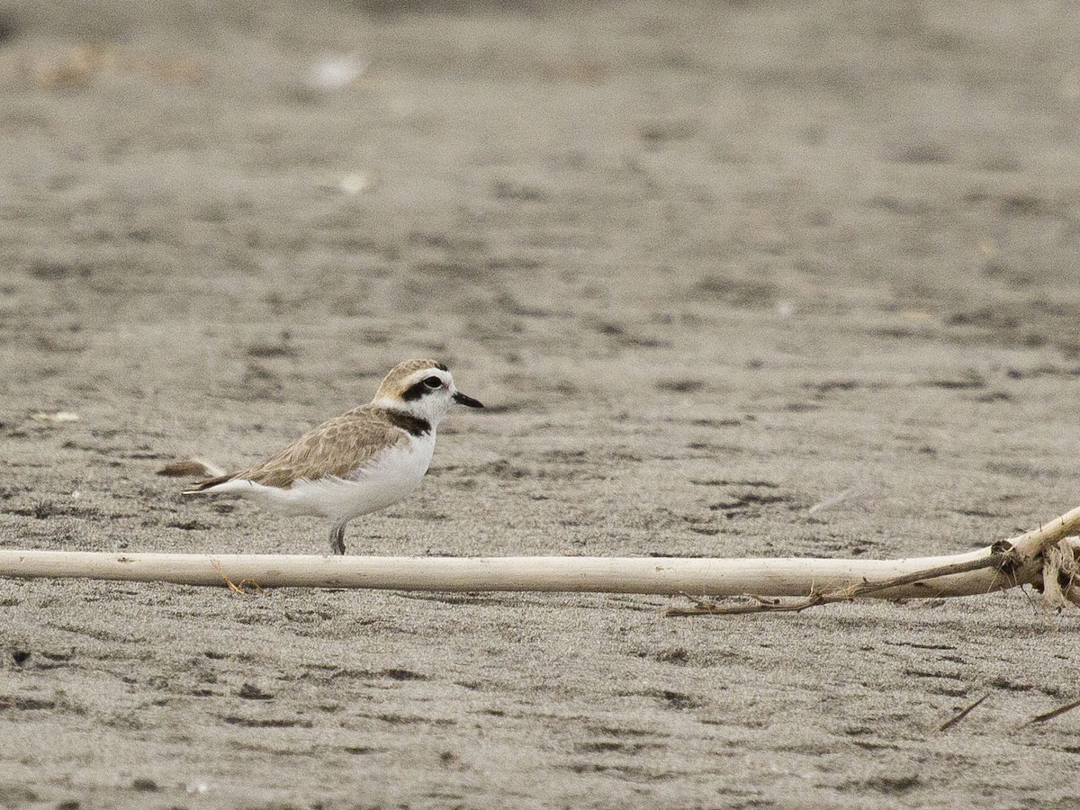 Snowy Plover - Glenn Seeholzer