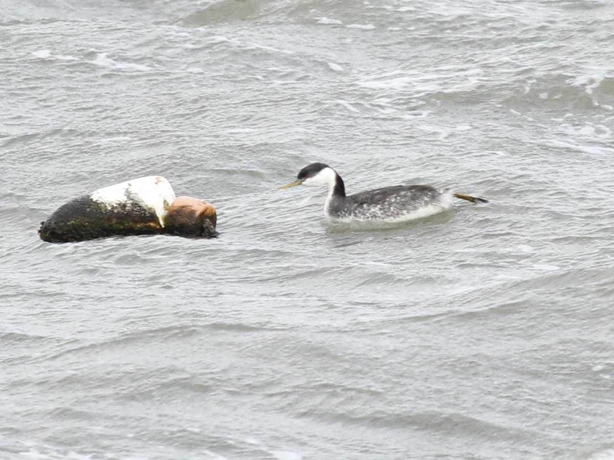 Western Grebe - ML137642171