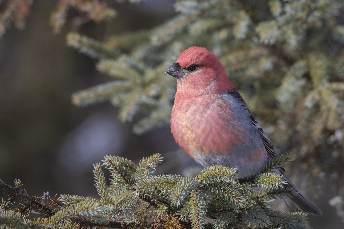 Pine Grosbeak - ML137642821