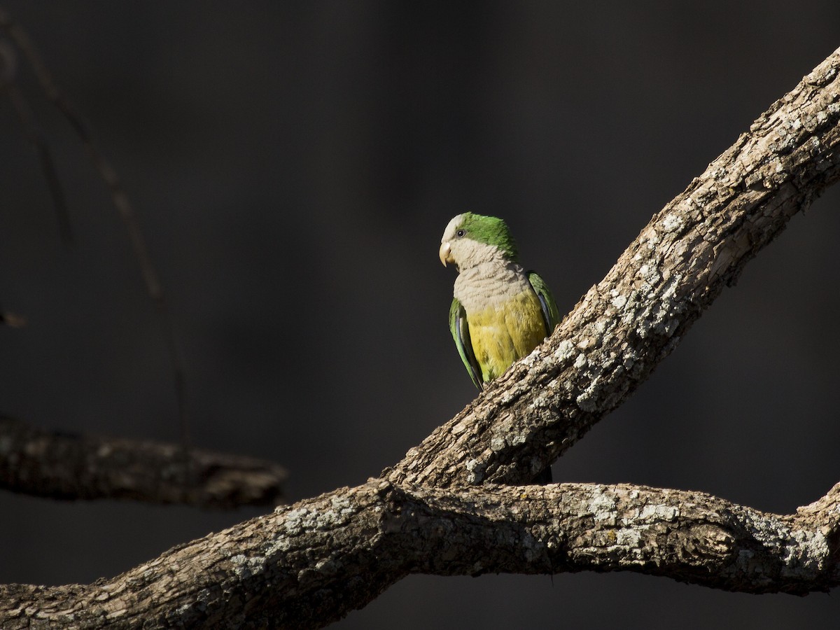 Monk Parakeet (Cliff) - Glenn Seeholzer