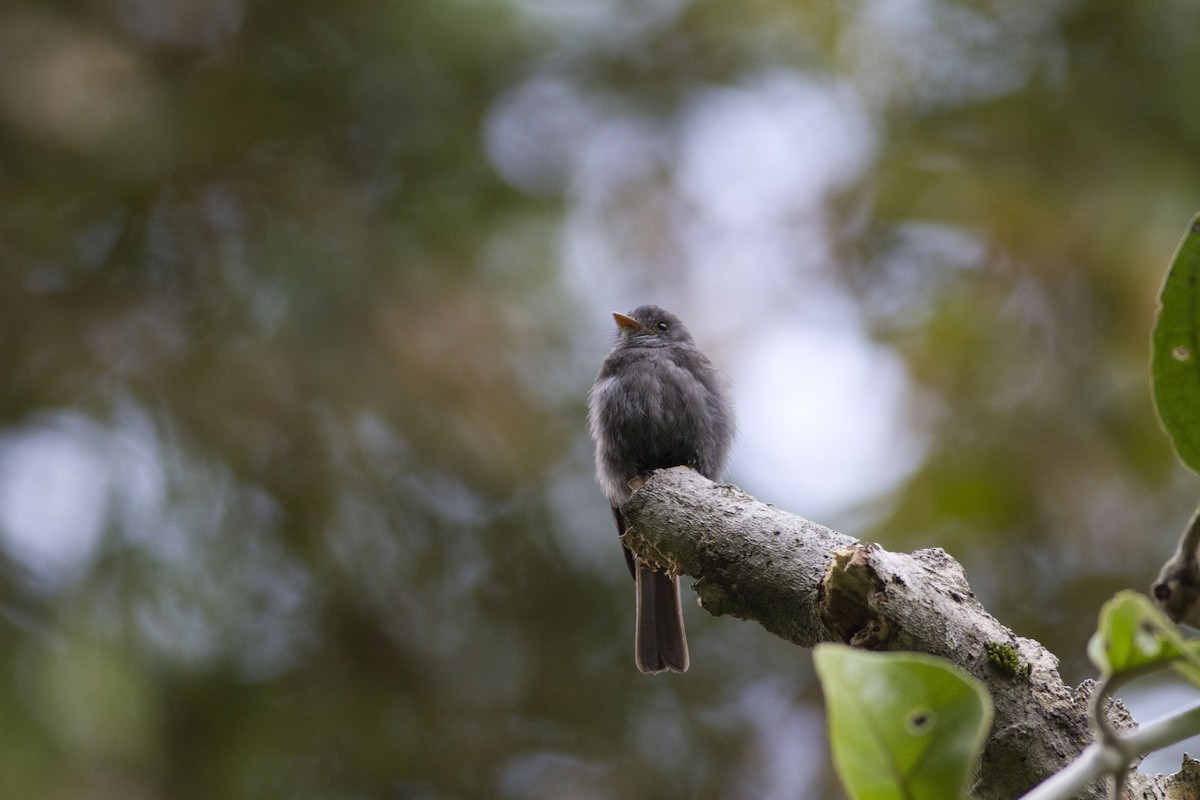 Blackish Pewee - Glenn Seeholzer