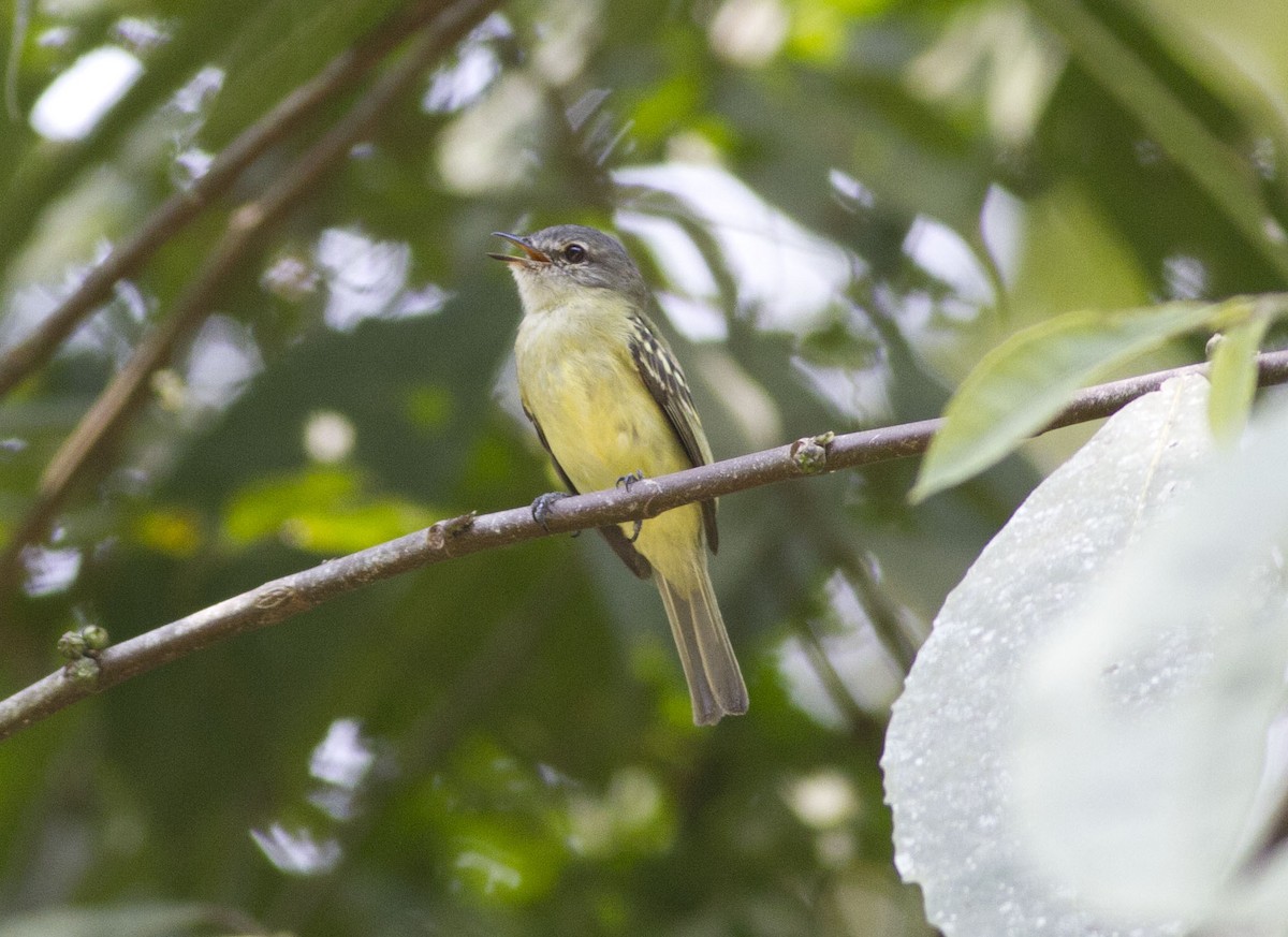 Foothill Elaenia - Glenn Seeholzer