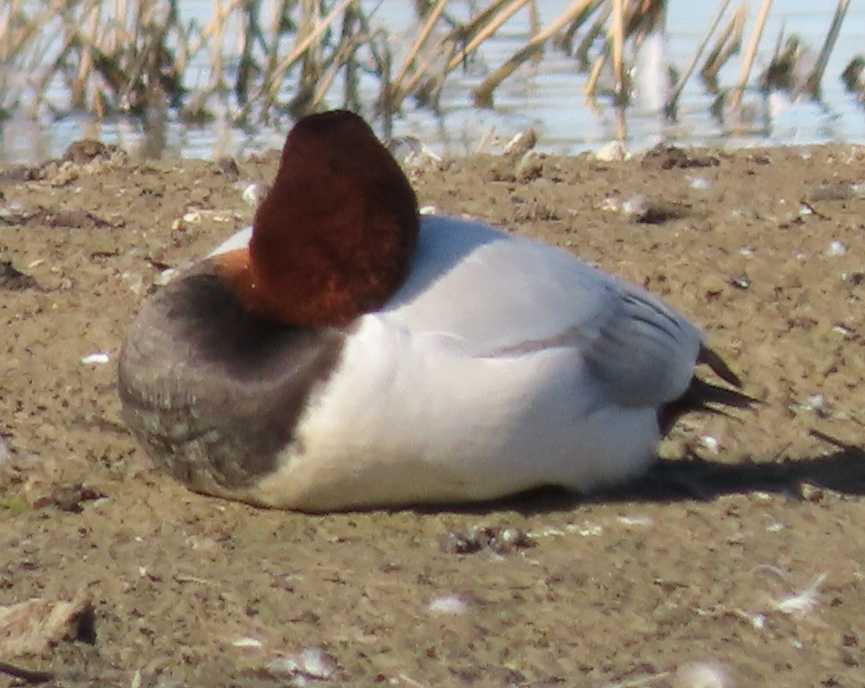 Canvasback - ML137647251