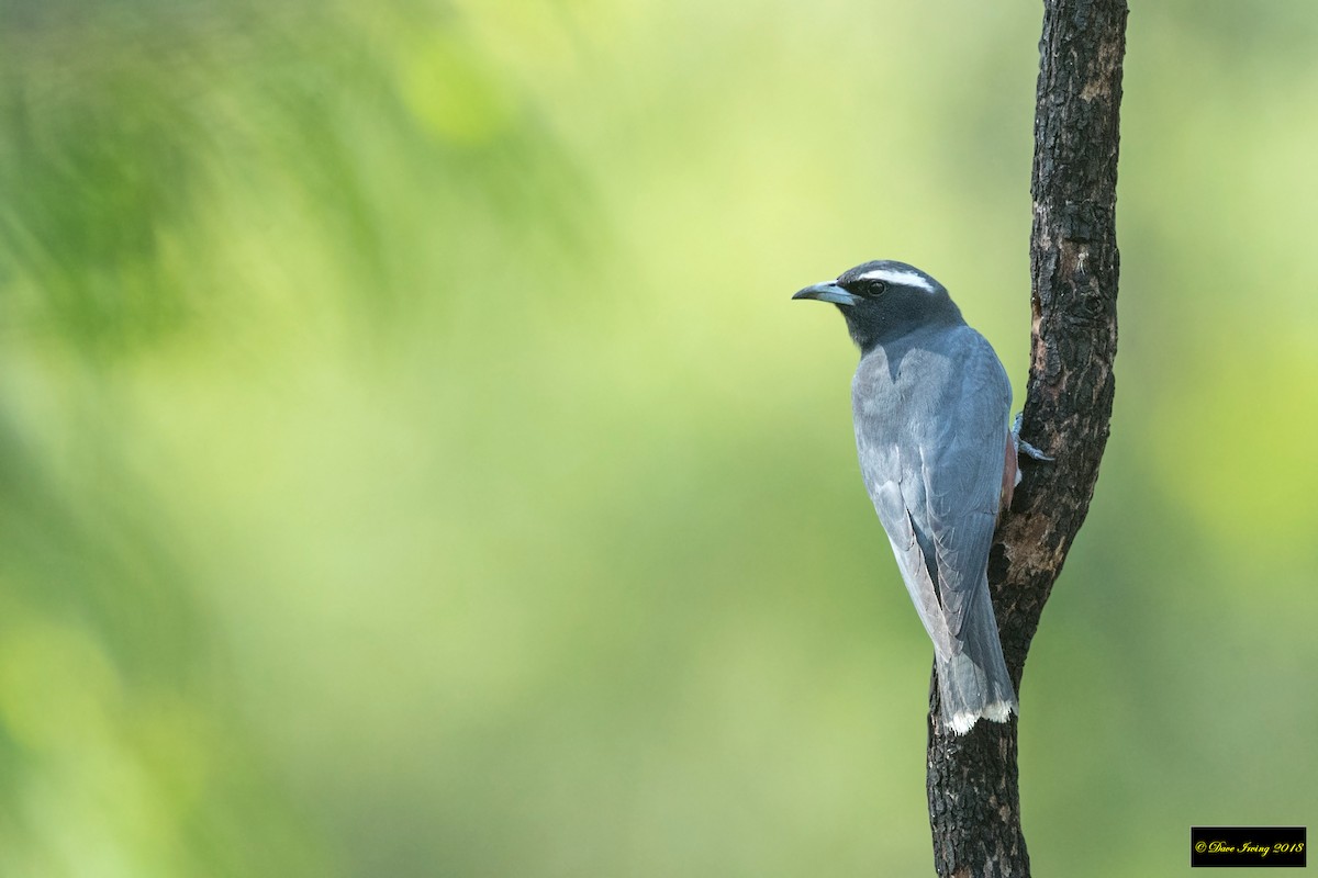 White-browed Woodswallow - ML137648101