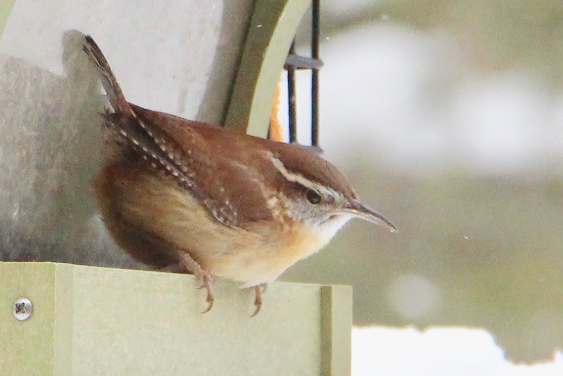 Carolina Wren - ML137649191