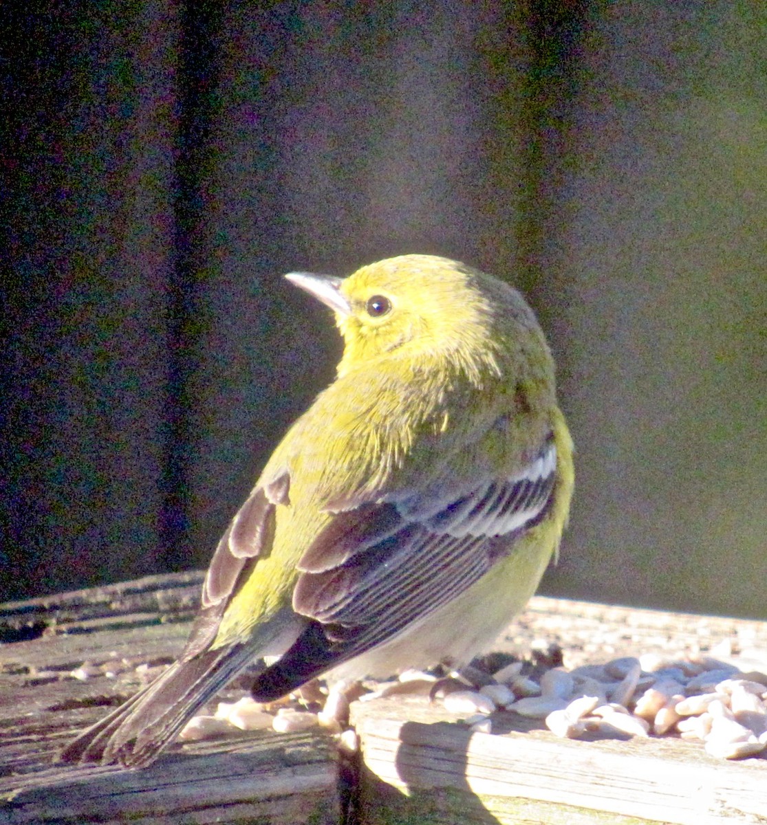 Pine Warbler - ML137649221