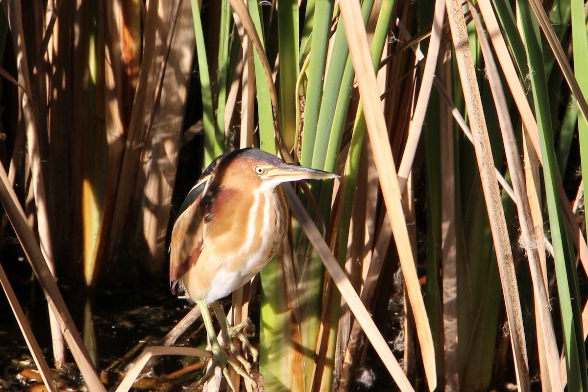 Least Bittern - Richard Sayles